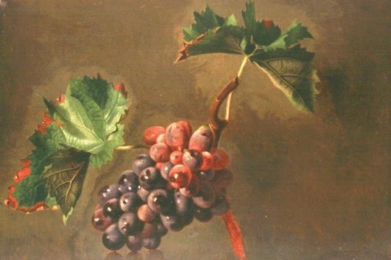 Hrozen vína s větévkou