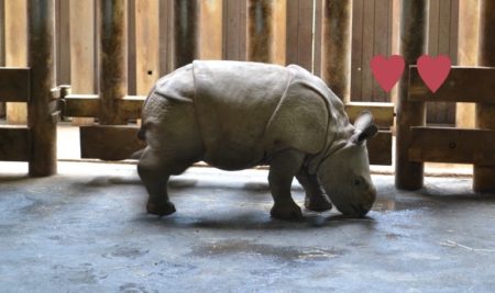 valentýn v zoo plzen