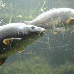 česká řeka v zoo plzeň