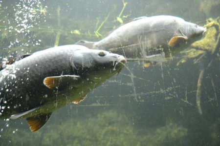 česká řeka v zoo plzeň