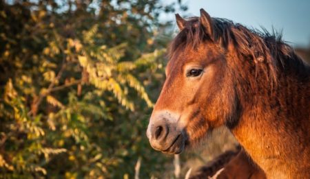 exmoorský kůň