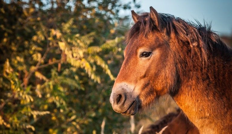 exmoorský kůň