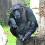 šimpanz