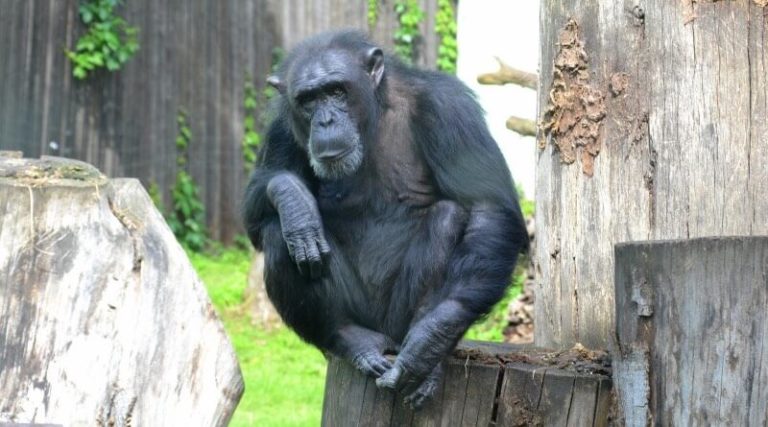 šimpanz