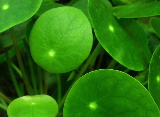 Pilea