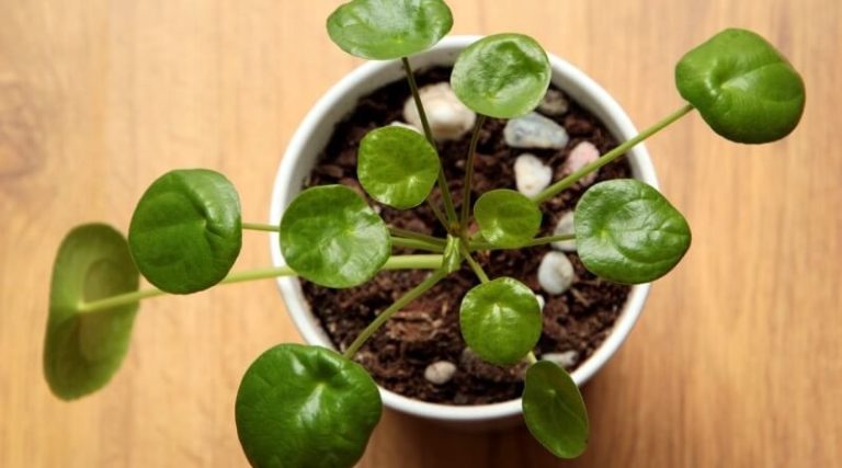 pilea