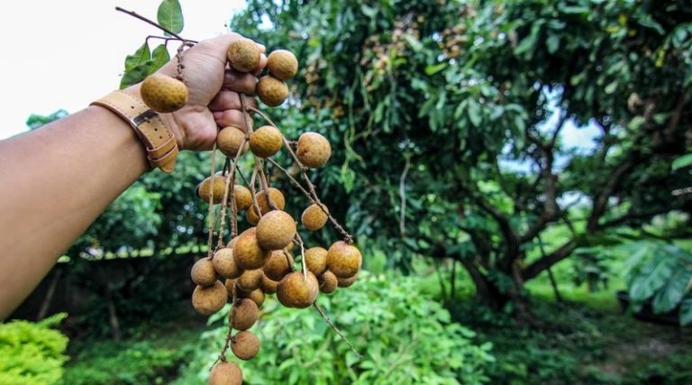 longan