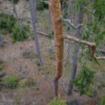 Budete se cítit jak v korunách stromů