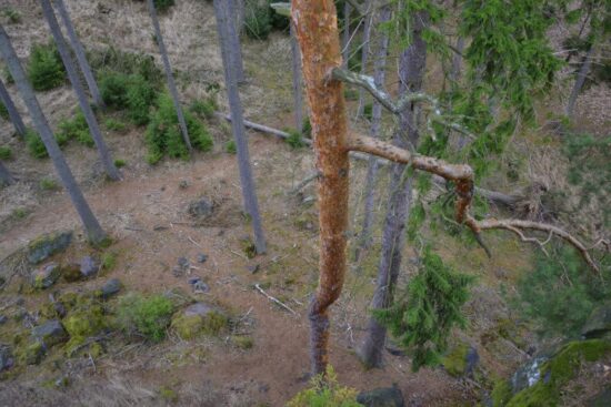 Budete se cítit jak v korunách stromů