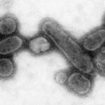 Rekonstrukce viru španělské chřipky