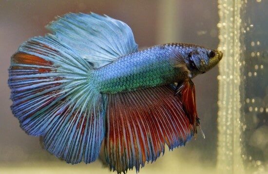 betta bojovnice
