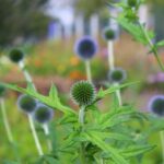 Ostropestřec mariánský