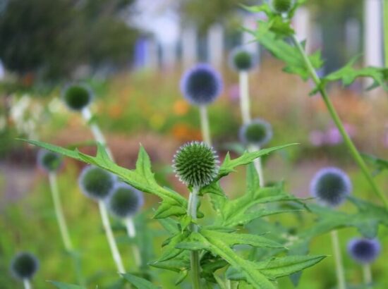 Ostropestřec mariánský