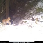 Rys Fabián na Šumavě