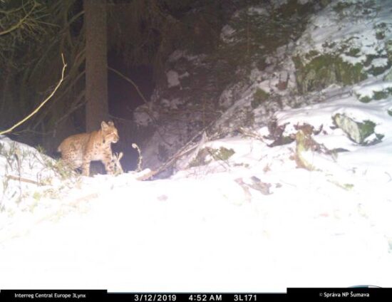 Rys Fabián na Šumavě