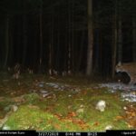 Rys Fabián na Šumavě