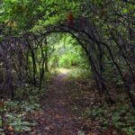 Okolní křovinatá rokle skrývá tajemná zákoutí.