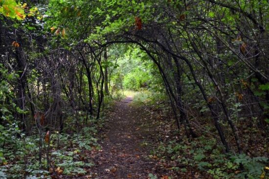 Okolní křovinatá rokle skrývá tajemná zákoutí.