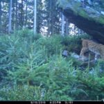 Bertík v září 2018