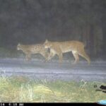 Matylda s kotětem v roce 2014