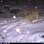 Matylda jako kotě v roce 2010