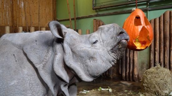 zoo halloween