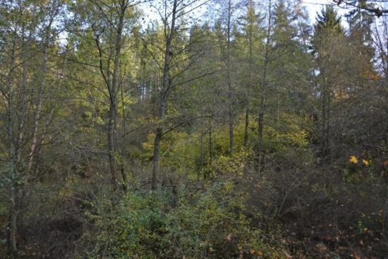 Hrádek u České Břízy