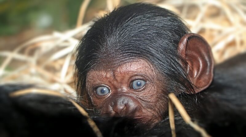 mládě šimpanze