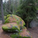 Les u Žihle je plný balvanů