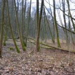 Louka, která se změnila na mokřad