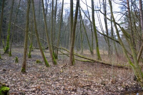 Louka, která se změnila na mokřad