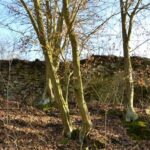 Zřícenina hradu Věžka