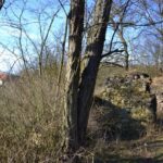 Zřícenina hradu Věžka