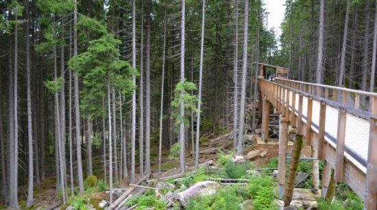 vlčí výběh srní