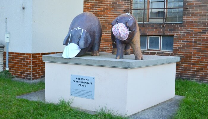 přeštická prasata