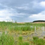 Přírodní rezervace Nový rybník