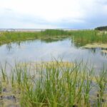 Přírodní rezervace Nový rybník