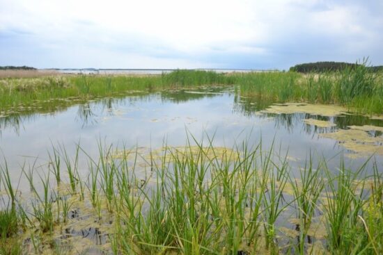 Přírodní rezervace Nový rybník