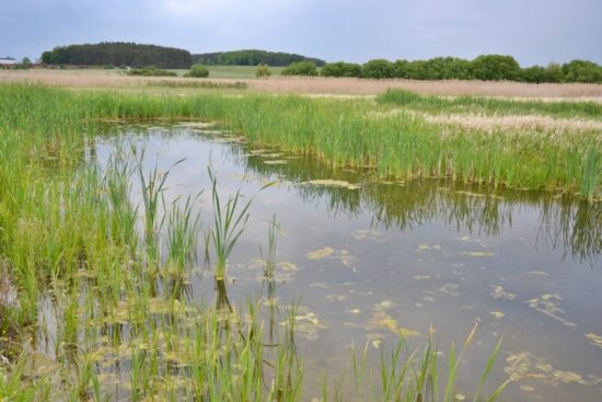 Přírodní rezervace Nový rybník