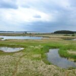 Přírodní rezervace Nový rybník