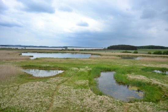 Přírodní rezervace Nový rybník