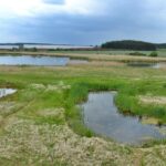 Přírodní rezervace Nový rybník