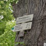 Zřícenina hradu Roupov