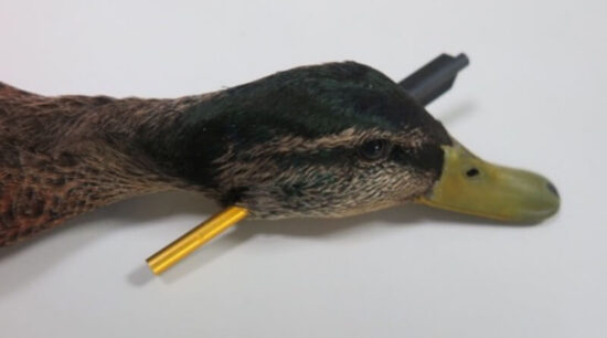 kačer se šipkou v krku