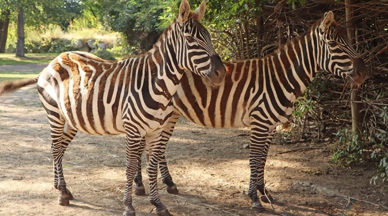 zebra bezhřívá