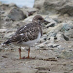 kameňáček pestrý