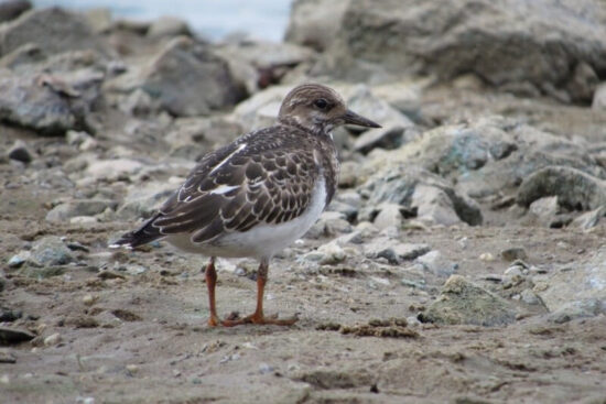 kameňáček pestrý