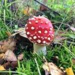 muchomůrka červená