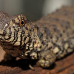 Krokodýlovec čínský