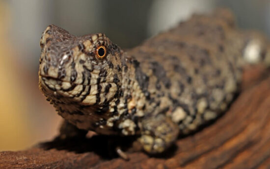 Krokodýlovec čínský